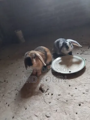 Holland Lop Rabbit for Sale