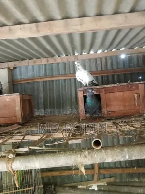 Pigeons for sale