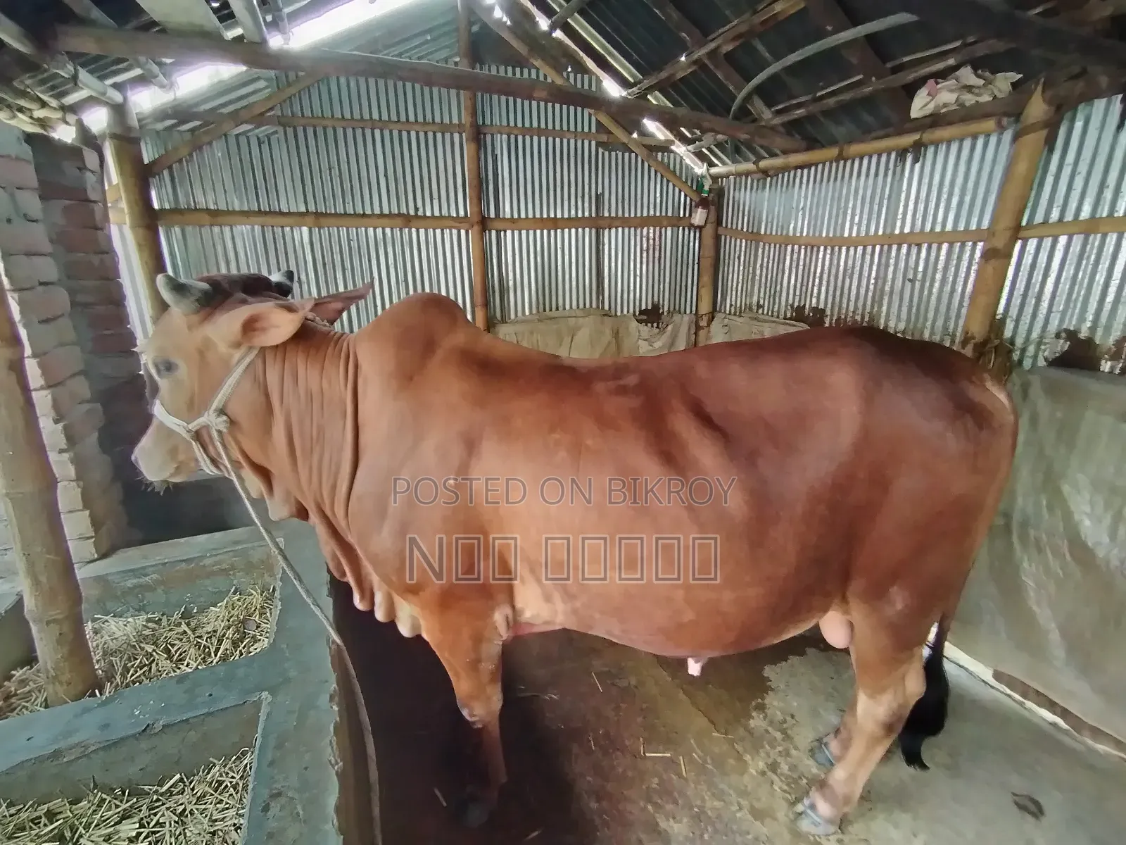 দুই দাঁতের ভালো মানের ষাঁড় গরু