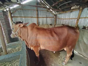 দুই দাঁতের ভালো মানের ষাঁড় গরু