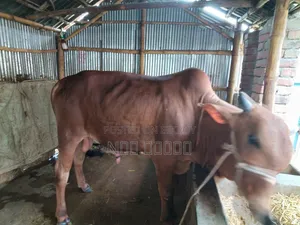 দুই দাঁতের ভালো মানের ষাঁড় গরু