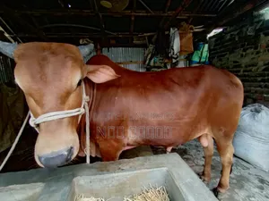 দুই দাঁতের ভালো মানের ষাঁড় গরু