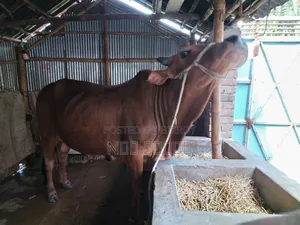 দুই দাঁতের ভালো মানের ষাঁড় গরু