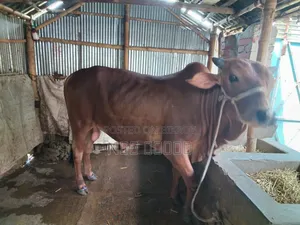 দুই দাঁতের ভালো মানের ষাঁড় গরু