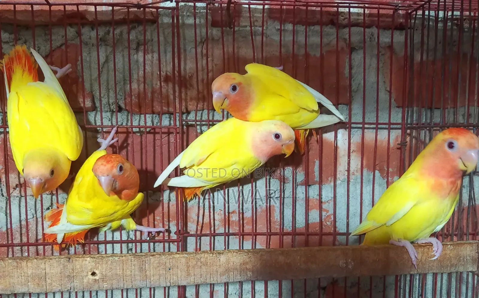 লাভ বার্ড বেবি (হোম ব্রিড )