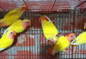 লাভ বার্ড বেবি (হোম ব্রিড )