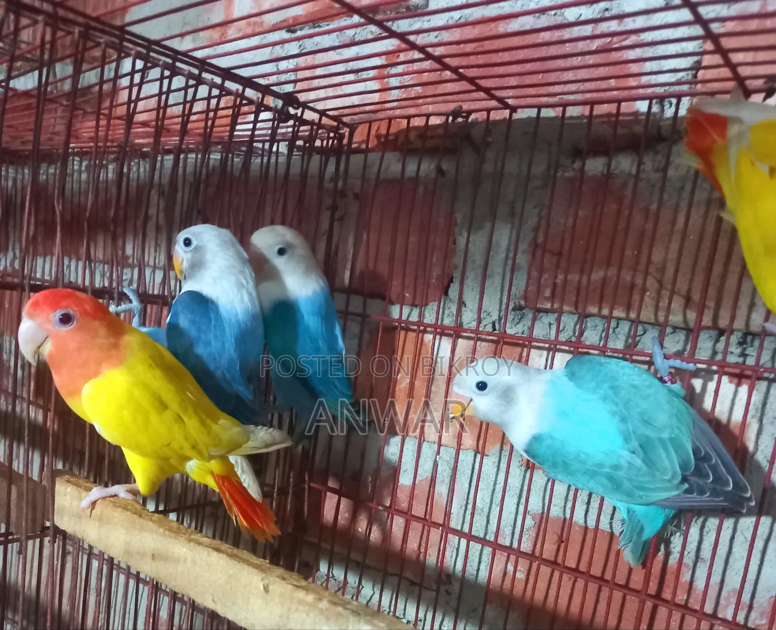 লাভ বার্ড বেবি (হোম ব্রিড )
