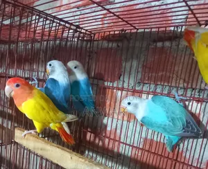 লাভ বার্ড বেবি (হোম ব্রিড )