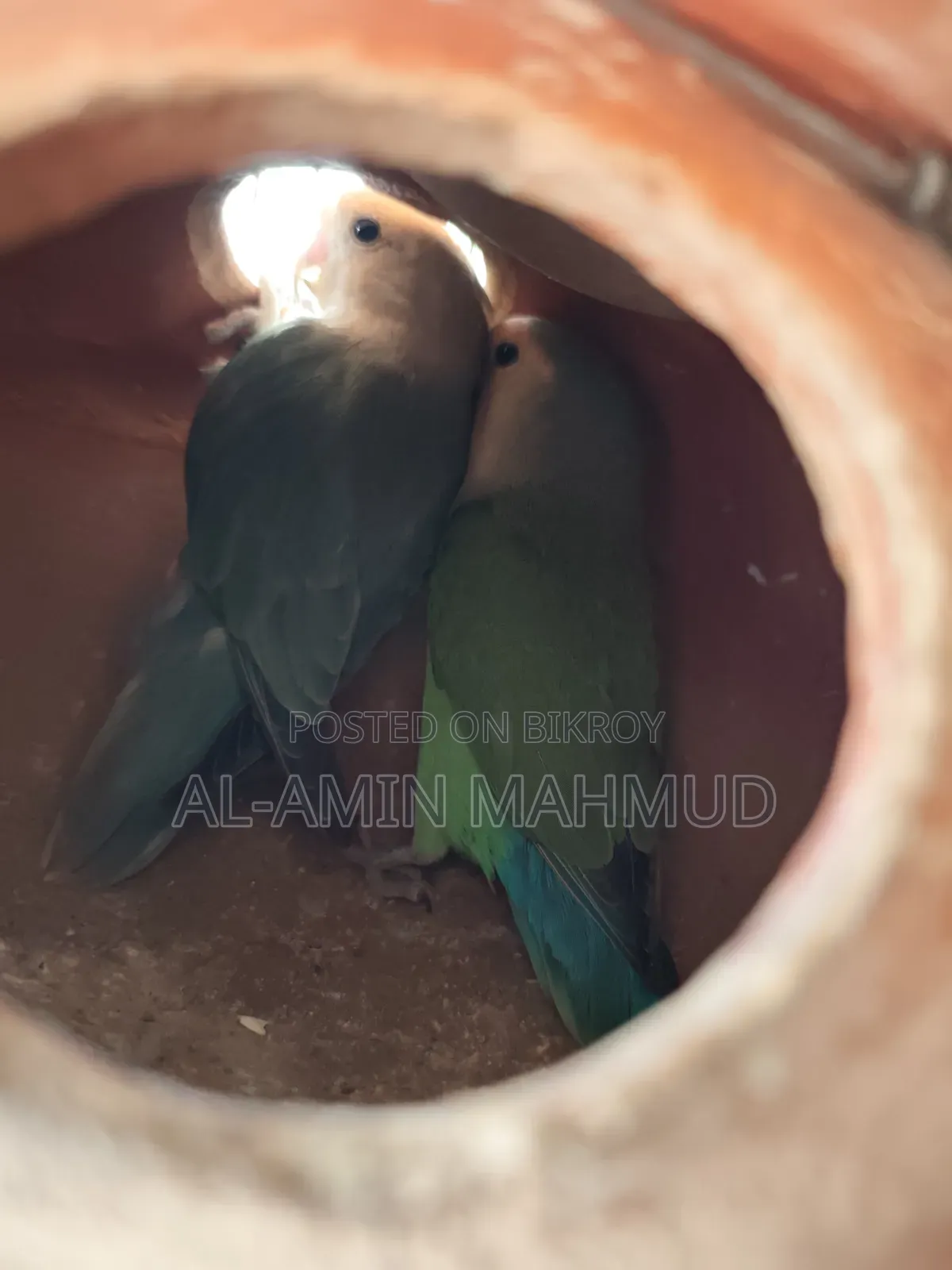 Love Bird Male