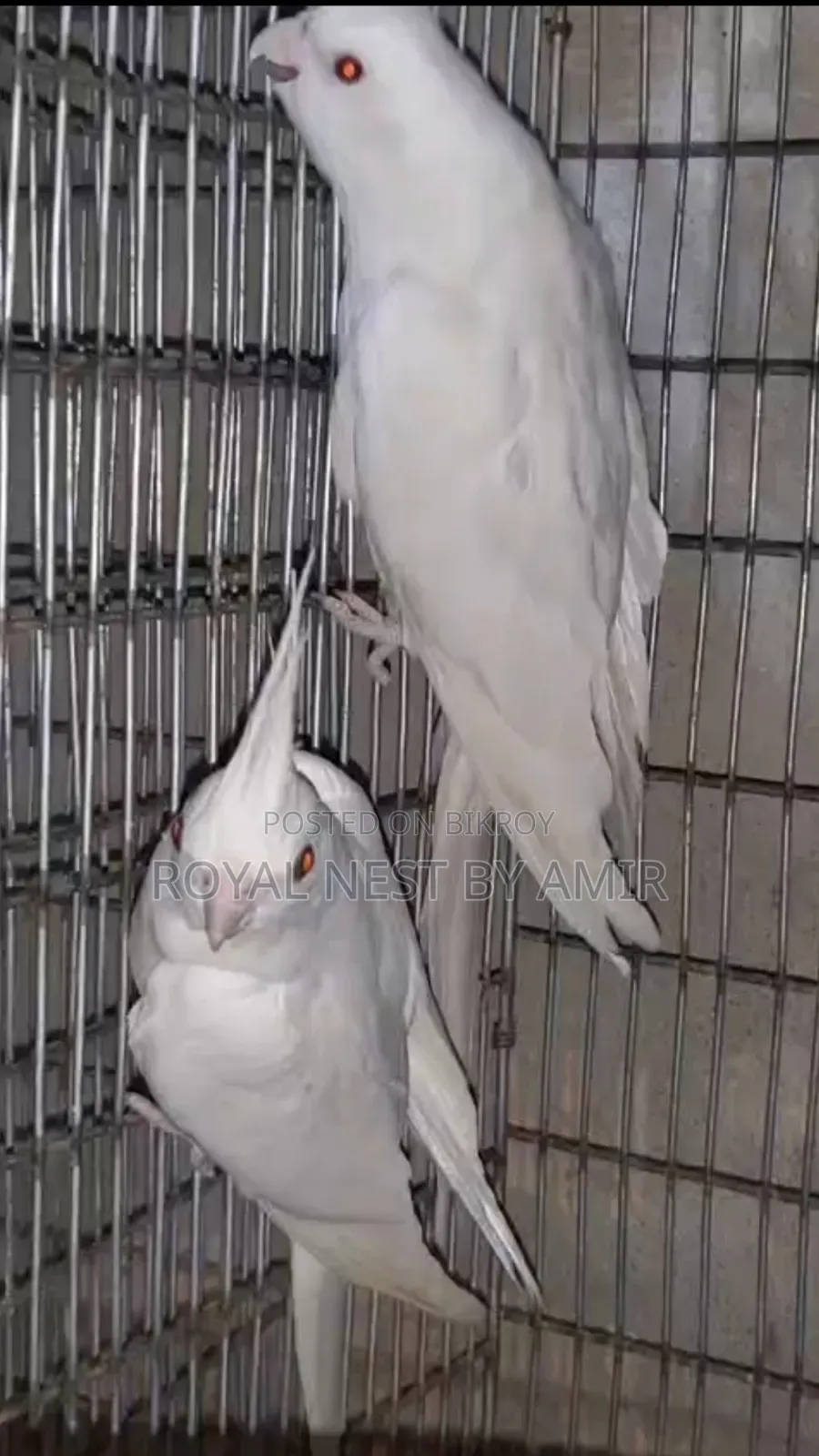 Albino Red Eye Cockatiel