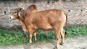 Qurbani Bull