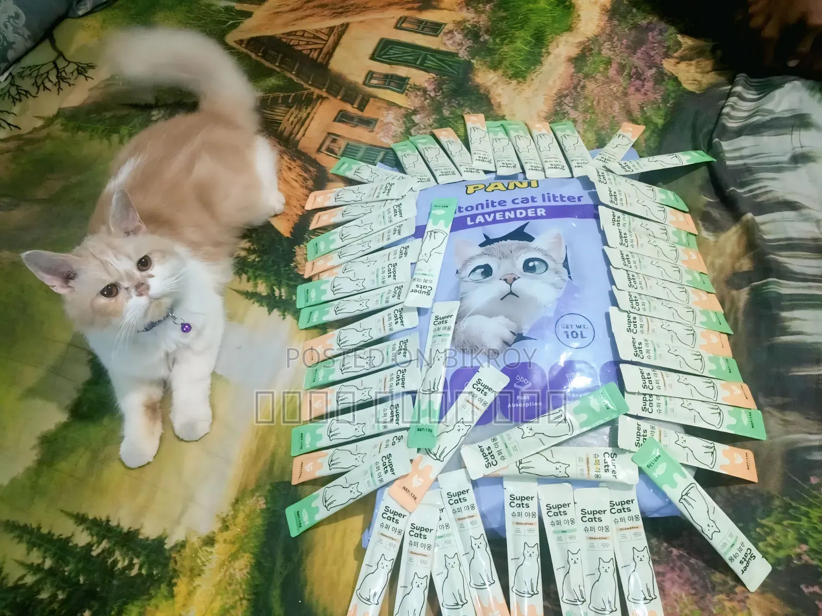 1+ Year Male Purebred Persian