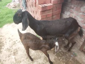 মায়া ছাগল বাচ্চা সহ