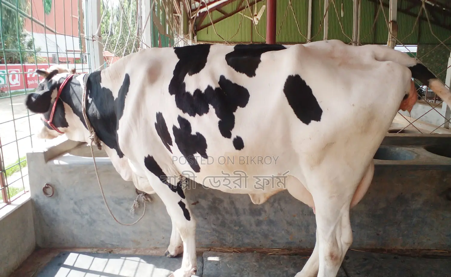 ১২২৩ নং অস্ট্রিলিয়ান গাভী বিক্রয় হবে সাথে বকনা বাছুর আছে ।