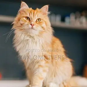 3-6 Months Male Purebred Persian Kitten