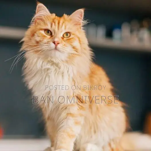 3-6 Months Male Purebred Persian Kitten