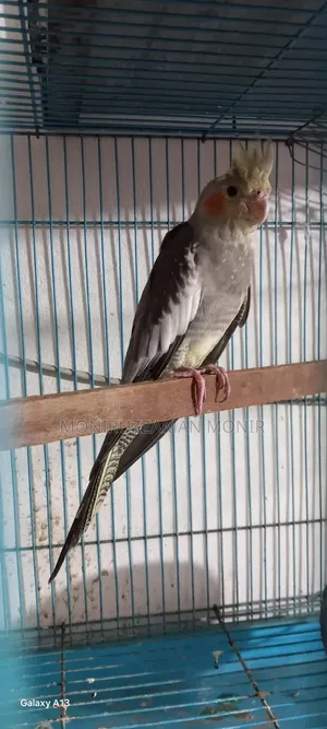 Cockatiel Bird