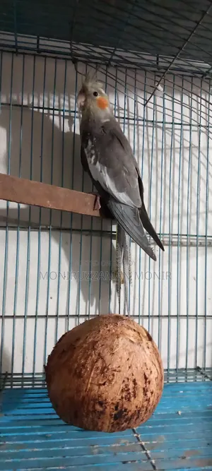 Cockatiel Bird