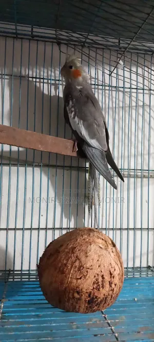 Cockatiel Bird