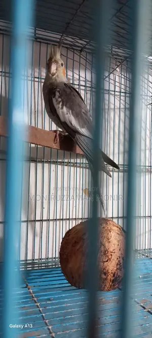 Cockatiel Bird