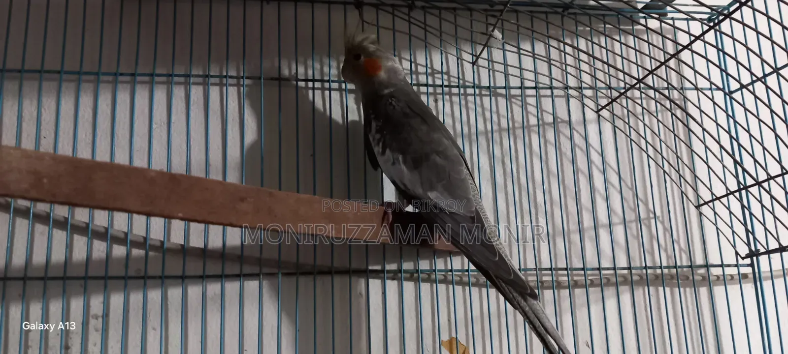 Cockatiel Bird