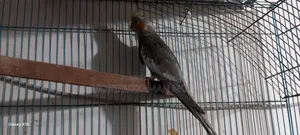 Cockatiel Bird