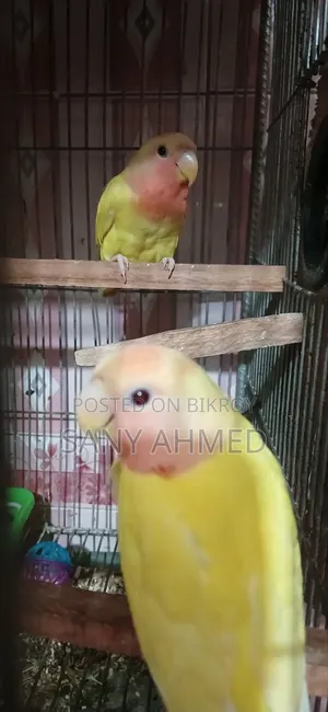 লাভ বার্ড।।।