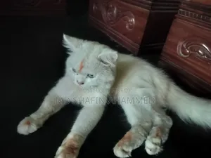 ৬-১২ মাস বয়সী পুরুষ মিক্সড ব্রিড বিড়াল