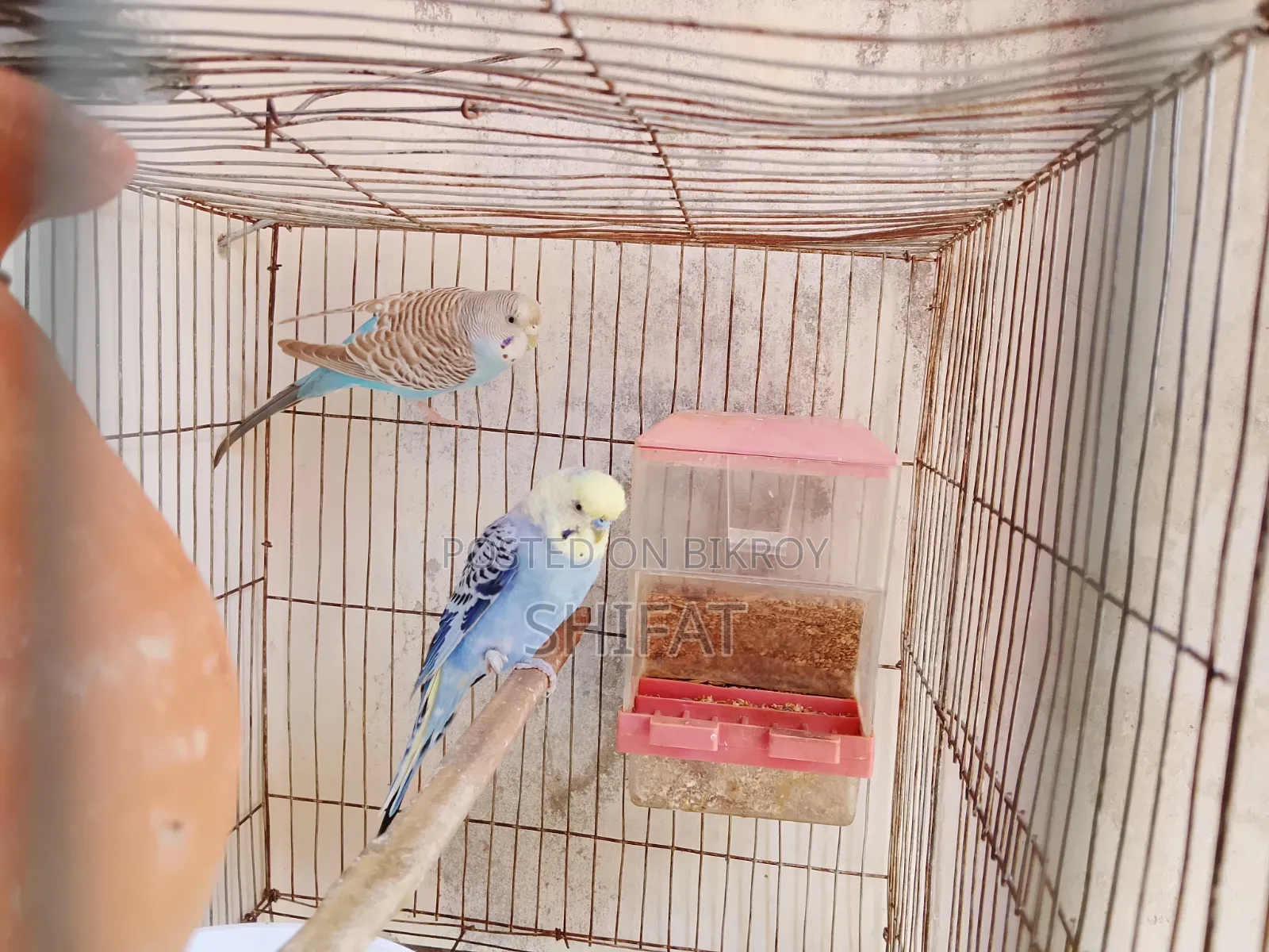 Bajigar Bird for Sale