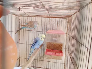 Bajigar Bird for Sale