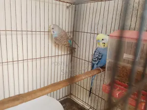 Bajigar Bird for Sale