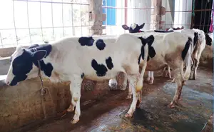 1225 No. Buy 5 Heifer Calves for Raising, It Will Be Good.
