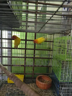 4 Adult Love Birds for Sale