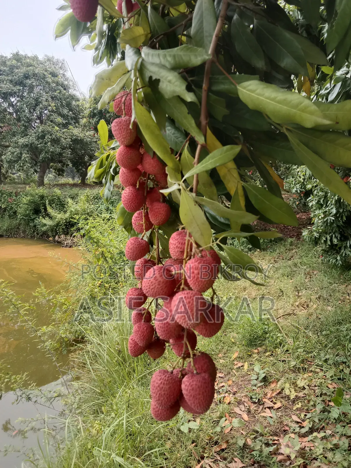 Rajshahi's Famous Bombay Litchi