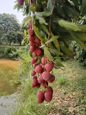 রাজশাহী বিখ্যাত বোম্বাই লিচু