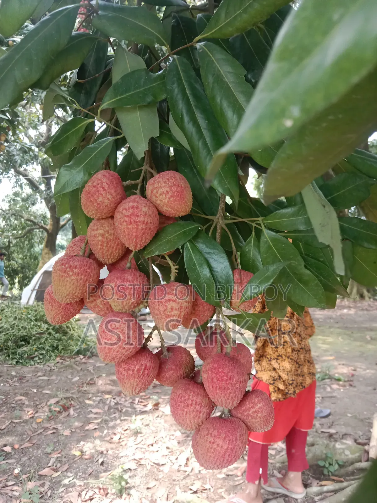 Rajshahi's Famous Bombay Litchi