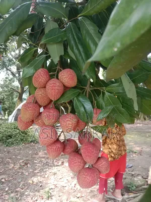 Rajshahi's Famous Bombay Litchi