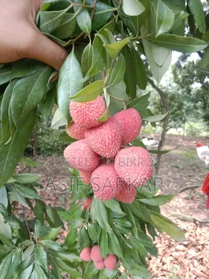Rajshahi's Famous Bombay Litchi