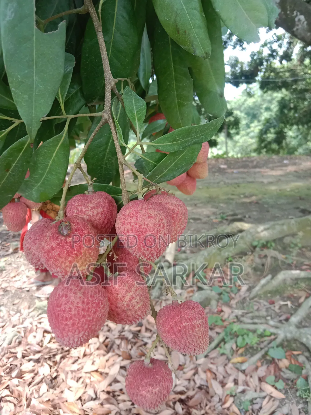 Rajshahi's Famous Bombay Litchi