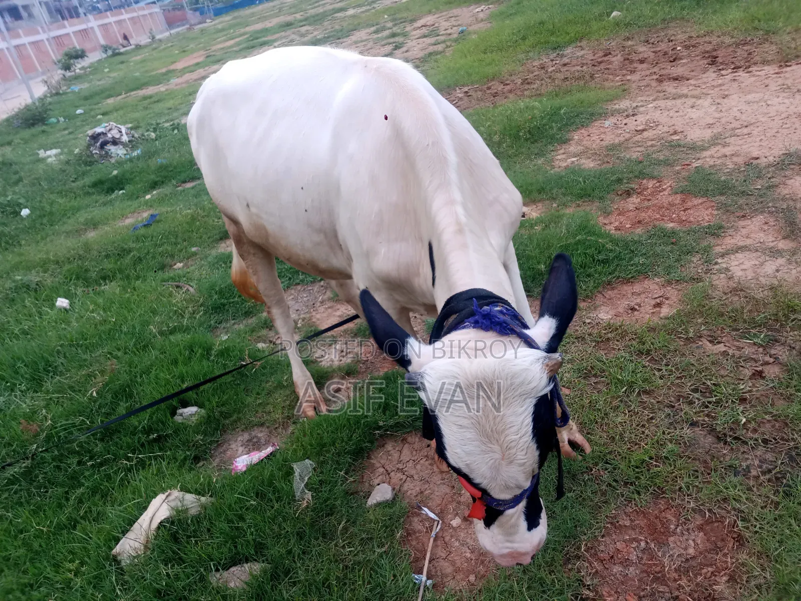 Pure Physician Cow for Sale