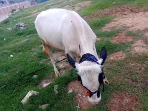 Pure Physician Cow for Sale