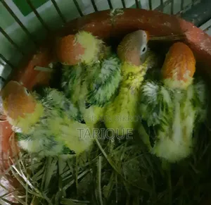 Tame Size Green Opaline Love Bird