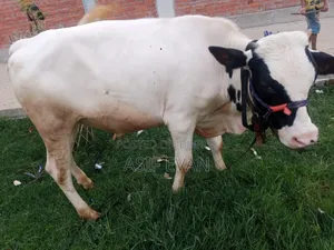 Pure Physician Cow for Sale