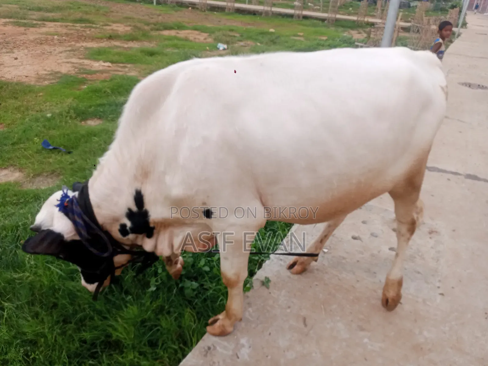 Pure Physician Cow for Sale