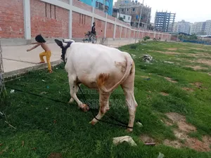 Pure Physician Cow for Sale