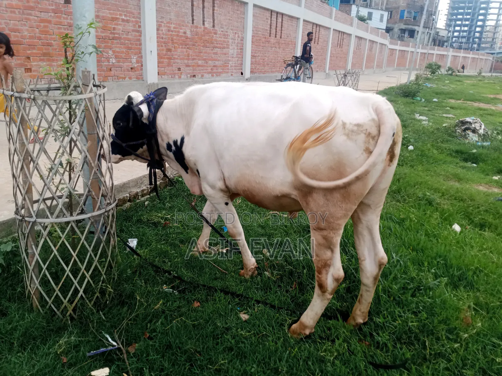 Pure Physician Cow for Sale
