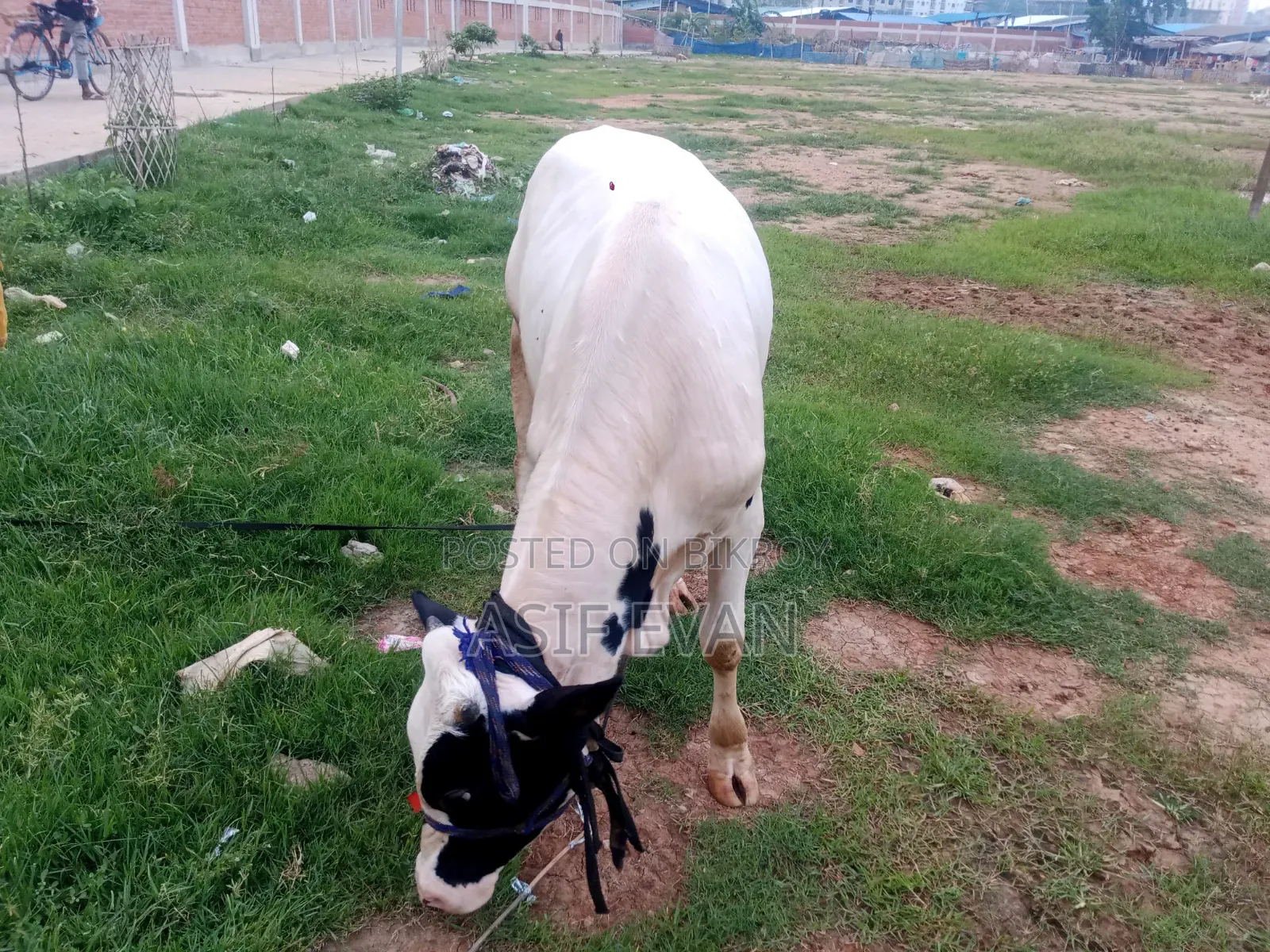 Pure Physician Cow for Sale
