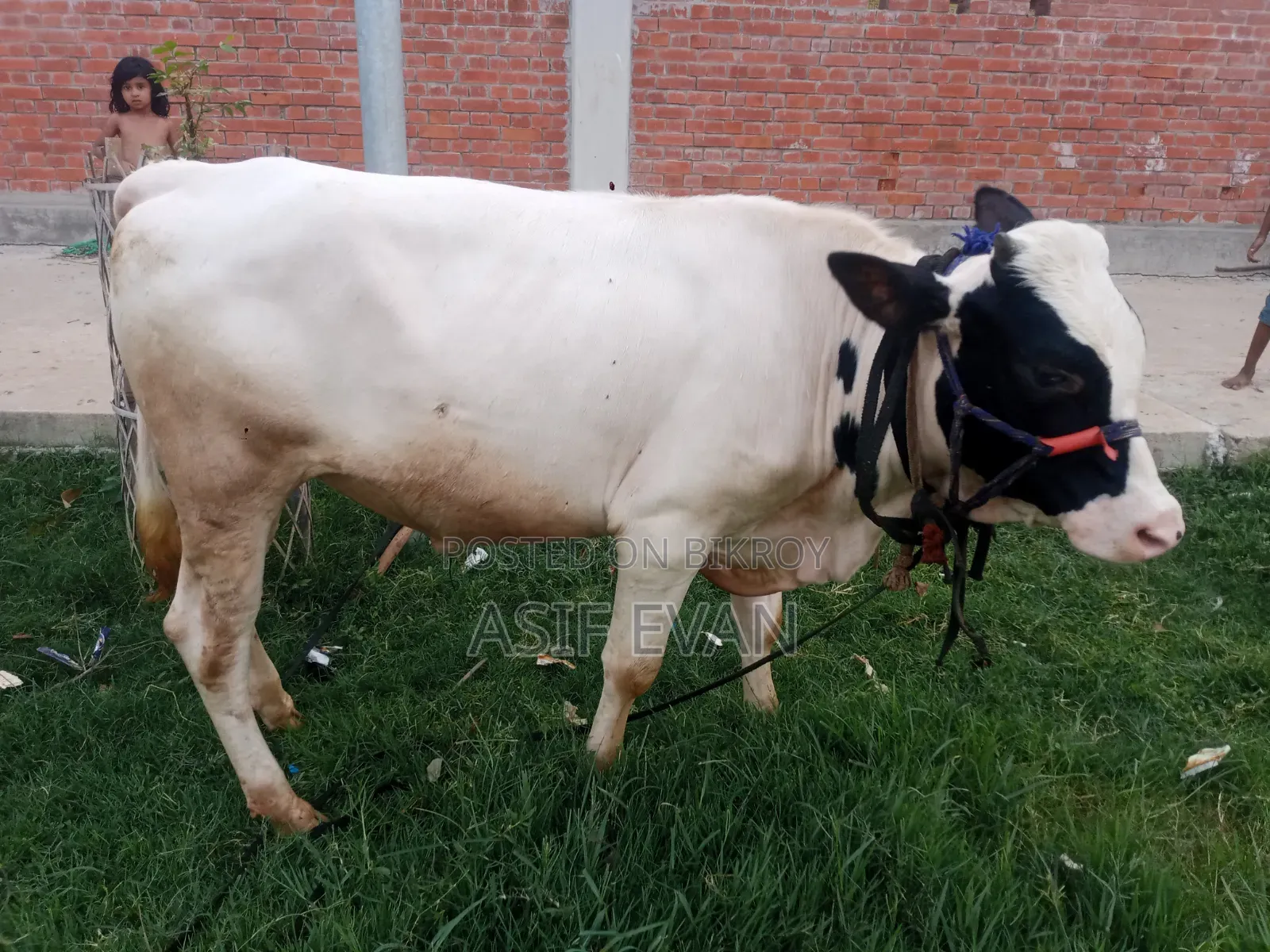 Pure Physician Cow for Sale