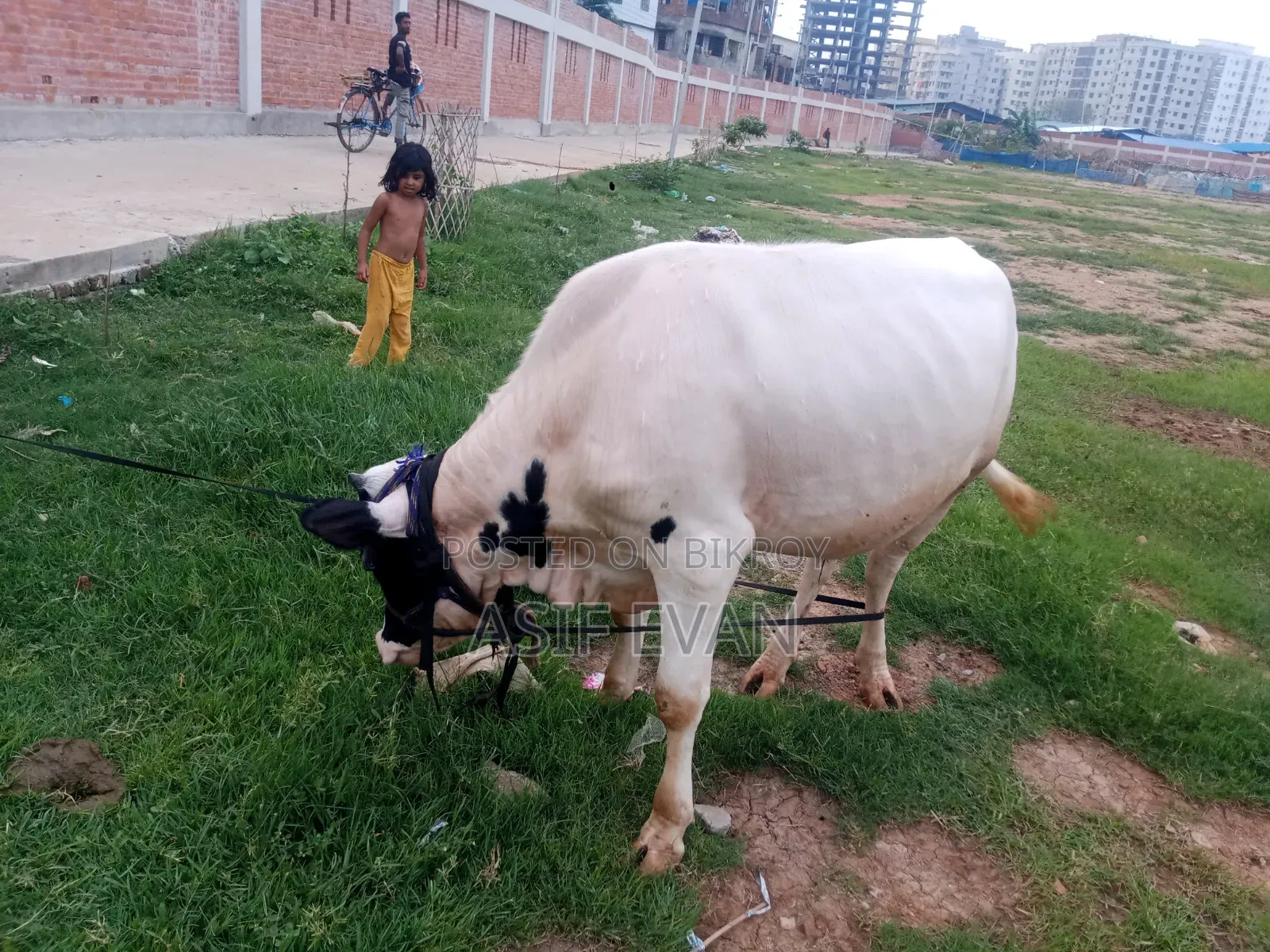 Pure Physician Cow for Sale