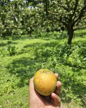 Rajshahi's Famous Himsagar, Amrupali, Fazli, and Banana Mangoes